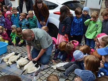 Unter den neugierigen Blicken der Kinder beringte Edmund Lenz die Jungstörche. Fotos: Larissa Händel