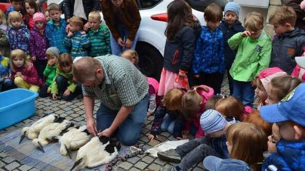 Unter den neugierigen Blicken der Kinder beringte Edmund Lenz die Jungstörche. Fotos: Larissa Händel