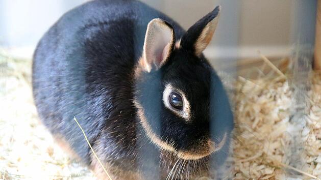 Auch mehrere Zwergkaninchen warten im Kulmbacher Tierheim.Jochen N&uuml;tzel