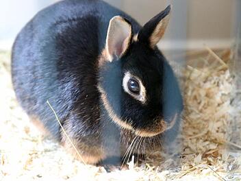Auch mehrere Zwergkaninchen warten im Kulmbacher Tierheim.Jochen Nützel
