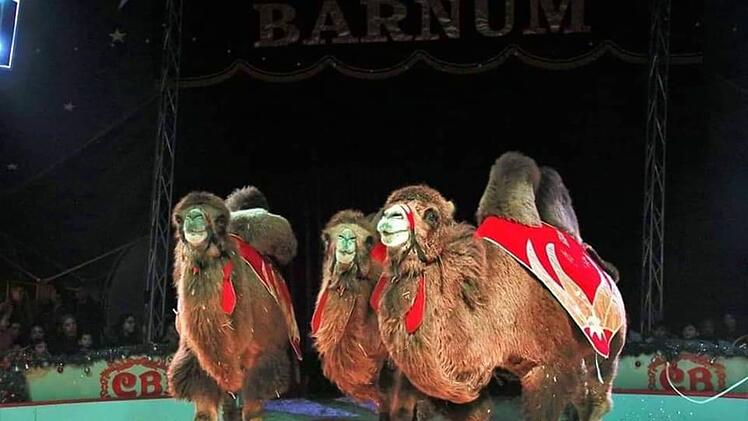 Nürnberg: Weihnachtscircus kehrt in Metropolregion zurück - "Spannung pur"