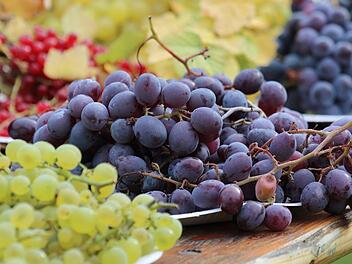 Immer neue Sorten und ein wärmer werdendes Klima machen Wein auch für Gärtner in unserer Region verführerisch interessant. Foto: Thomas Neder