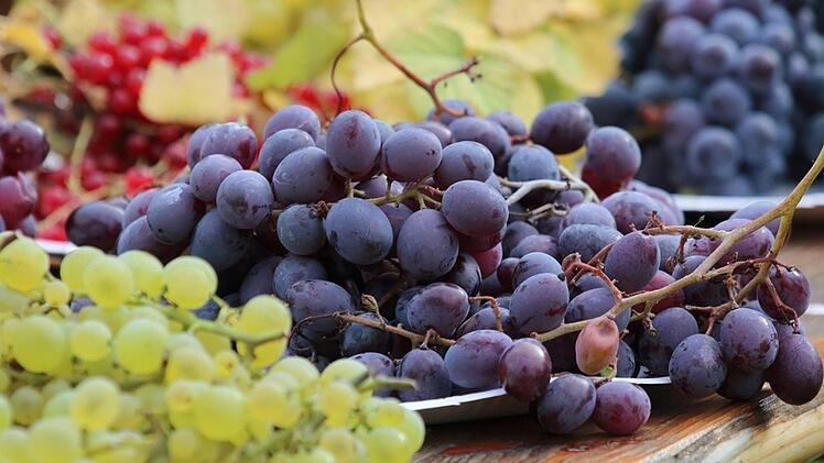 Immer neue Sorten und ein wärmer werdendes Klima machen Wein auch für Gärtner in unserer Region verführerisch interessant. Foto: Thomas Neder