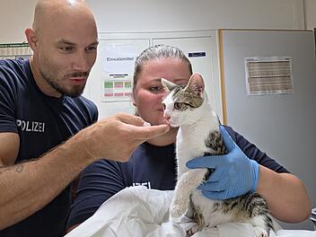 Bamberg: Katze an Bahnhof ausgesetzt - Polizei k&uuml;mmert sich liebevoll