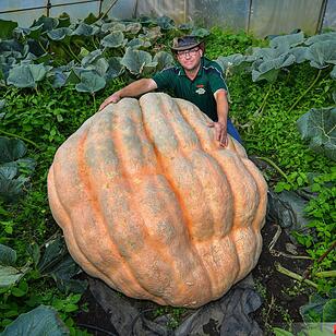 Riesenkürbis
