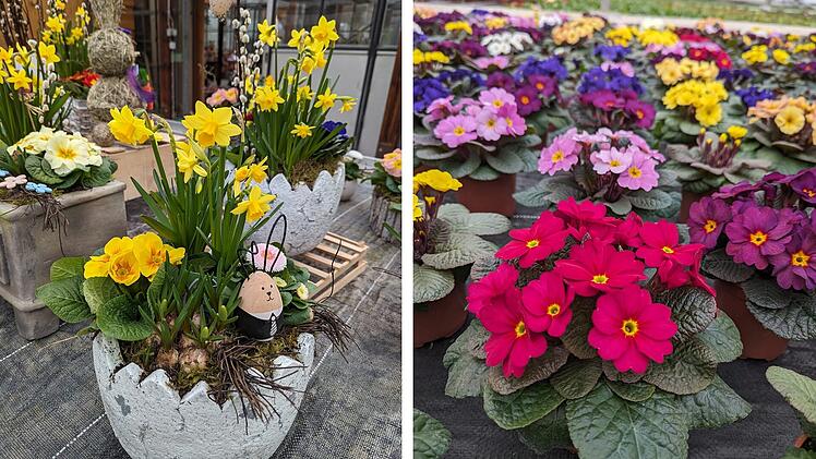 Blumen für das Frühjahr bei der Gärtnerei Degen.