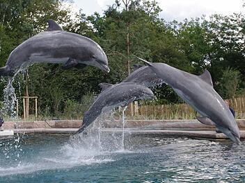 Tiergarten N&uuml;rnberg &ouml;ffnet Delfinlagune - so stellt sich der Zoo dem "Tierqu&auml;lerei"-Vorwurf entgegen