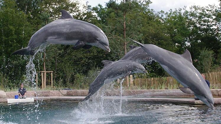 Tiergarten Nürnberg öffnet Delfinlagune - so stellt sich der Zoo dem "Tierquälerei"-Vorwurf entgegen