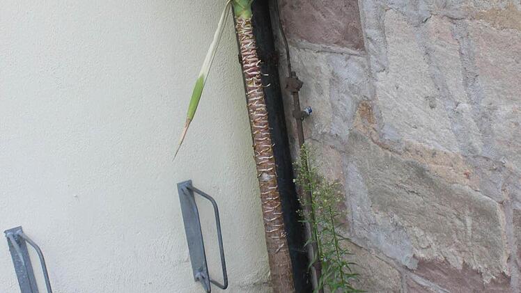 Ein stummer Zeuge: Die Palme stand neben dem Altar. Das Löschwasser rinnt noch aus den Wurzeln.  Fotos: Bauriedel