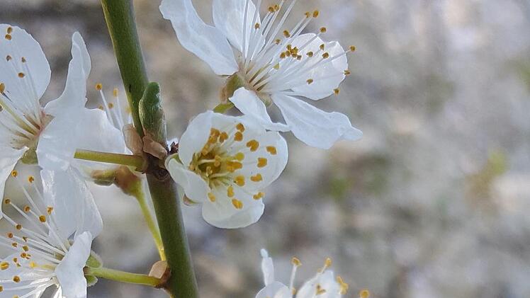 Besonders gefährdet sind die Wildbienen.