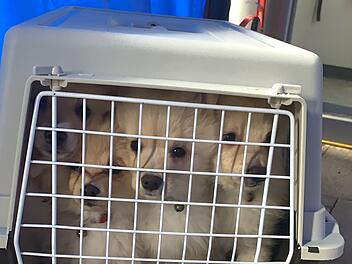 Tierheim Selb: Illegaler Welpentransport - Polizei stoppt den Schmuggel erneut