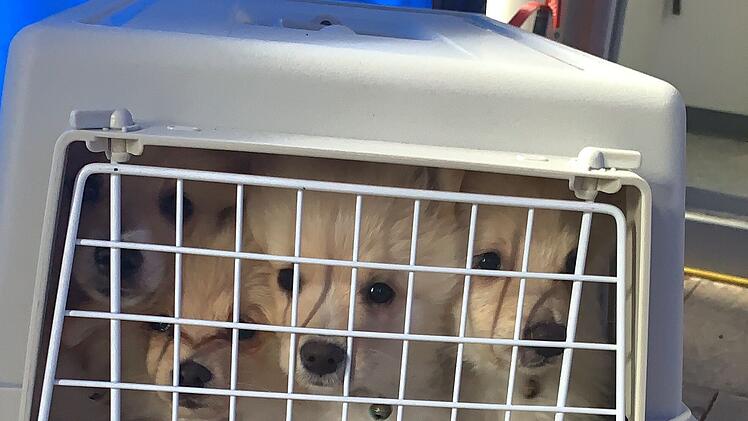 Tierheim Selb: Illegaler Welpentransport - Polizei stoppt den Schmuggel erneut