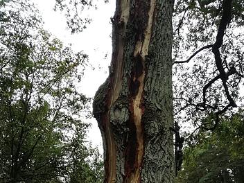 Vom Stamm bis zur Krone ist die alte Eiche gespalten. Foto: Fabian Nöth