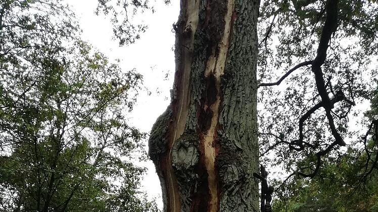 Vom Stamm bis zur Krone ist die alte Eiche gespalten. Foto: Fabian Nöth