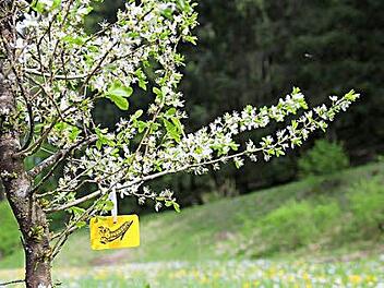 Die im Flyer vorgestellten Pflanzen können Wanderer anhand eines kleinen gelben Labels erkennen.  Foto: Franz Galster