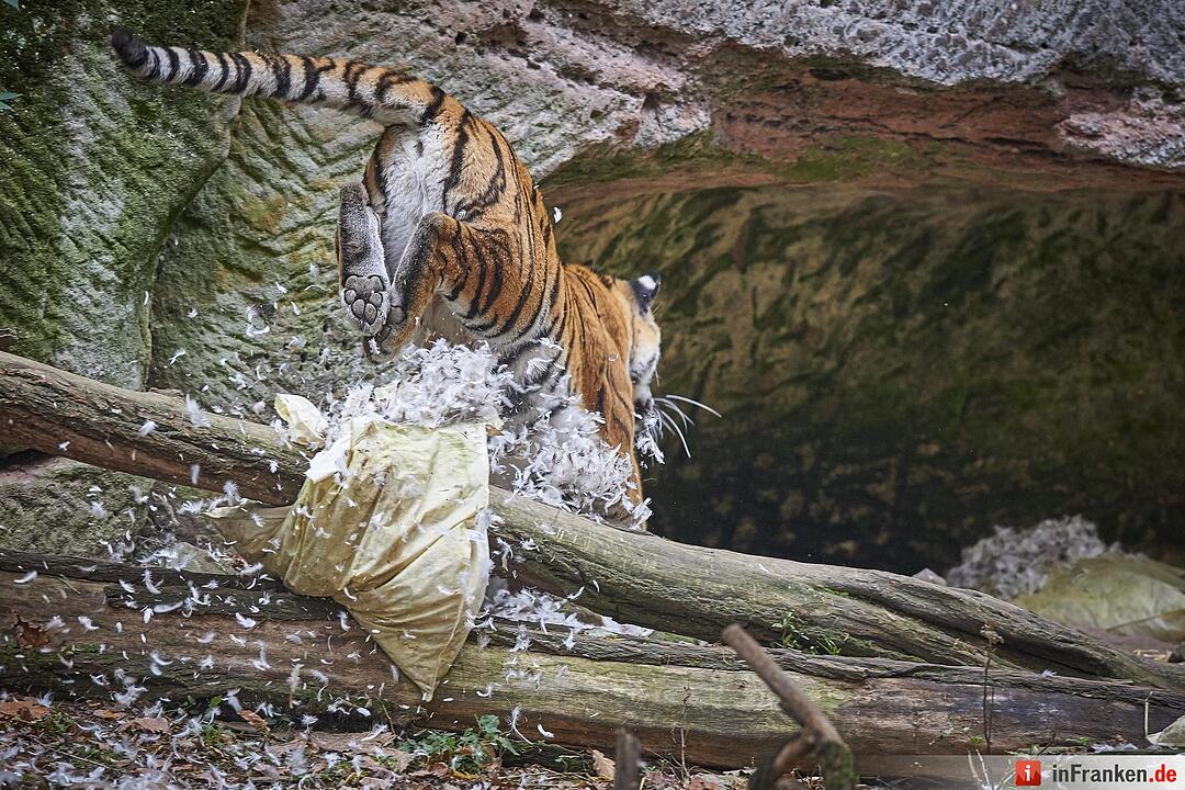 Tigerdame Katinka spielt Kissenschlacht im Tiergarten Nürnberg