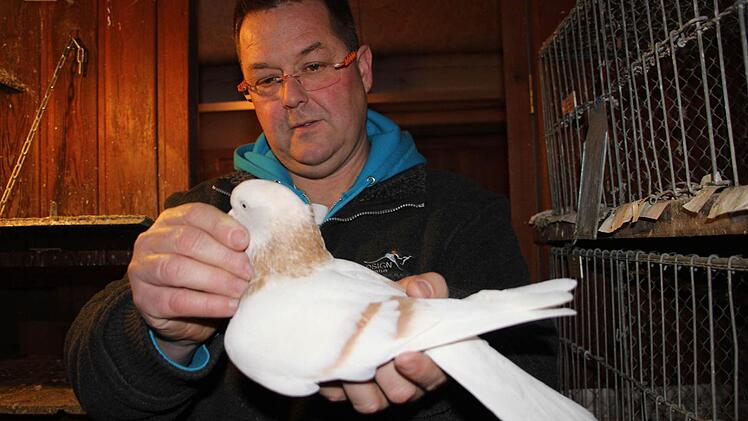Komm her, mein Täubchen: Geflügelzüchter Thomas Resch aus Eschenbach hegt und pflegt seine Tiere mit Hingabe. Seine Tauben mag er aber auch gebraten.  Fotos: Katja Kölbl