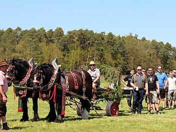 Die Pferde Tom und Sam, die bereits beim Oktoberfest-Umzug mitgelaufen sind, brachten die Laufer Kerwafichte in den Ort. Foto: Johanna Blum