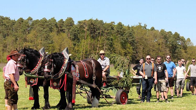 Die Pferde Tom und Sam, die bereits beim Oktoberfest-Umzug mitgelaufen sind, brachten die Laufer Kerwafichte in den Ort. Foto: Johanna Blum