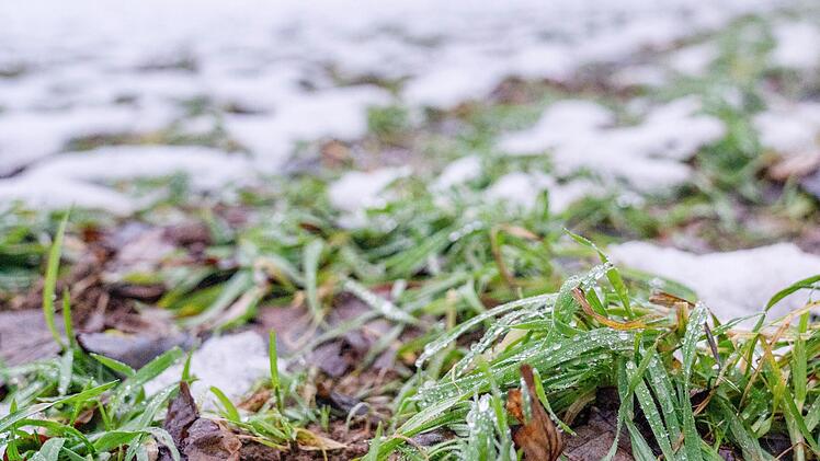 Winterraps unter einer dünnen Schneedecke