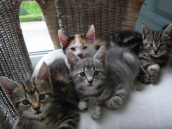 Es dauerte etwas, bis diese Katzenfamilie ihre Scheu überwunden hatte und die Sessel bei Renate Rottmann in Besitz nahm. Foto: Rottmann
