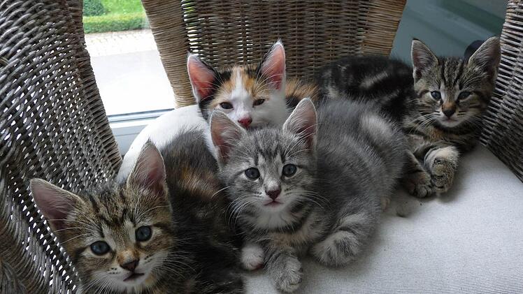 Es dauerte etwas, bis diese Katzenfamilie ihre Scheu überwunden hatte und die Sessel bei Renate Rottmann in Besitz nahm. Foto: Rottmann