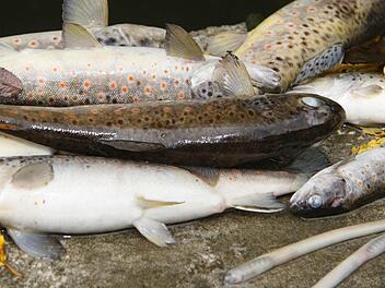 Ein großes Fischsterben in der Steinach gibt derzeit Rätsel auf.  Fotos: Sonja Adam