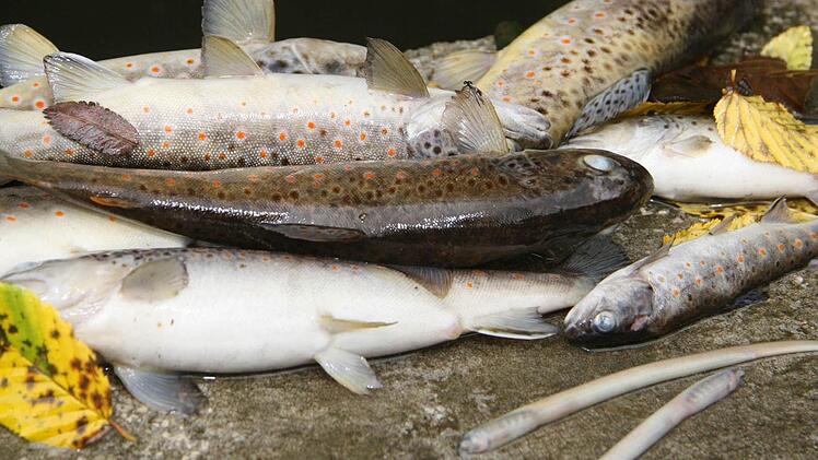 Ein großes Fischsterben in der Steinach gibt derzeit Rätsel auf.  Fotos: Sonja Adam
