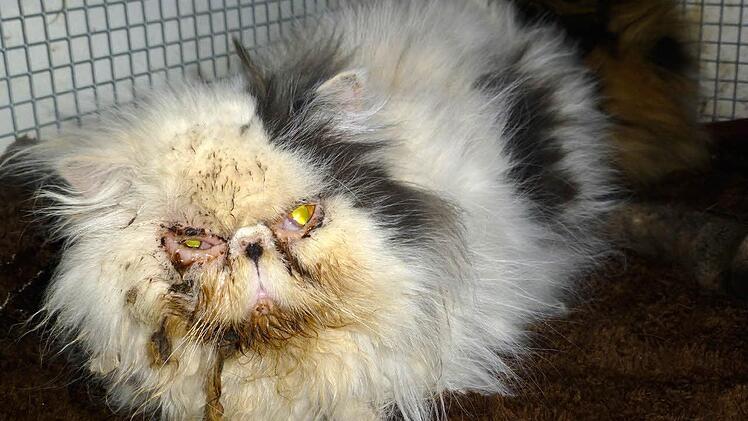 Arme Kerlchen. Die Katzen aus einem Privathaushalt in Ebern brauchten dringend ärztliche Hilfe und Pflege. Als die Tierschützer sie übernahmen, sahen sie so aus - und schlimmer.