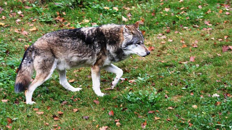 Ein Wolf. Foto: Franz Galster