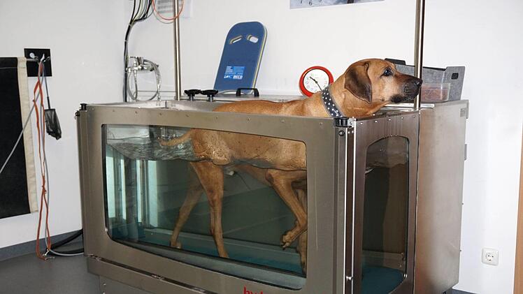 Yomi auf dem Unterwasserlaufband