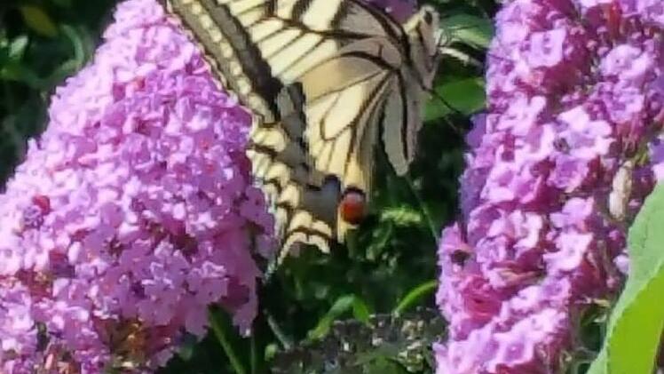 Im Sommer sind auch viele Schmetterlinge im Garten der Beuchers. Eine Aufnahme aus dem letzten Jahr Foto: privat