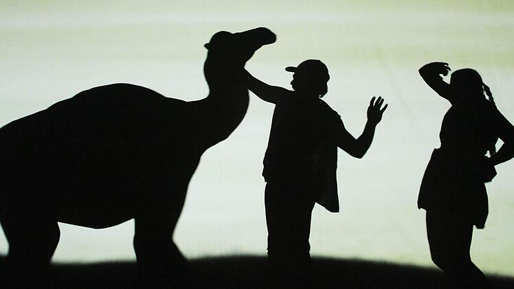 Ein Kamel. Foto: Sonja Adam