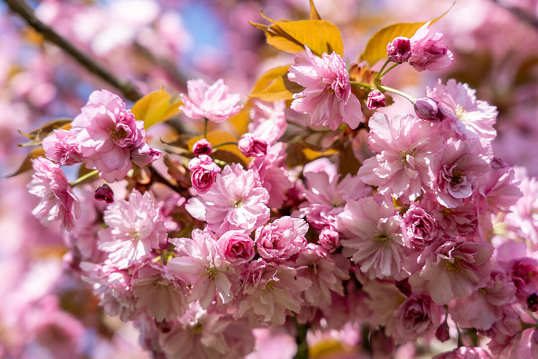 Wundersch&ouml;ne Naturfotos aus Bamberg.