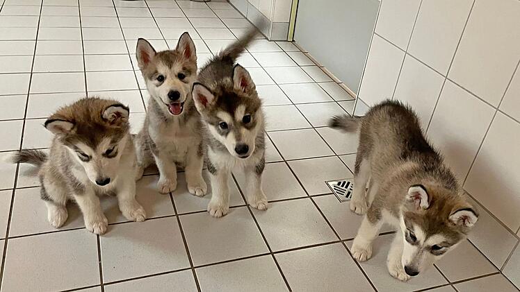 Tierheim Roth nimmt 29 Hundewelpen auf - Tierschützer arbeiten bis zu 19 Stunden pro Tag