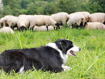 Border Collie "Bob" sorgt auf der Koppel für Ordnung. Er kreist die Herde ein, wenn der Schäfer das Kommando dazu gibt. Fotos: Carmen Schmitt