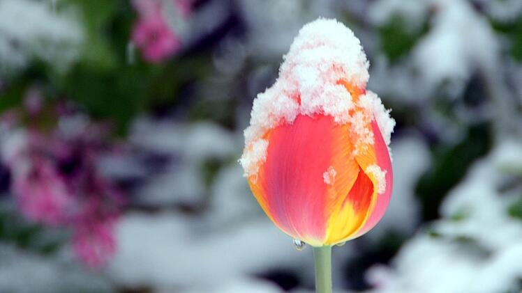 Schnee an Ostern in Bad Kissingen Foto: Peter Rauch