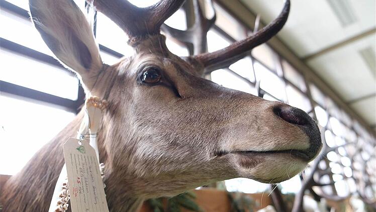 137 Trophäen waren in der Hegeschau in Thulba zu sehen.  Fotos: Gerd Schaar