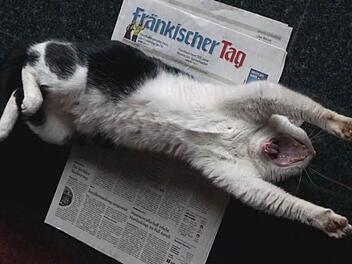 Kater Oskar Foto: Oliver Schnabel