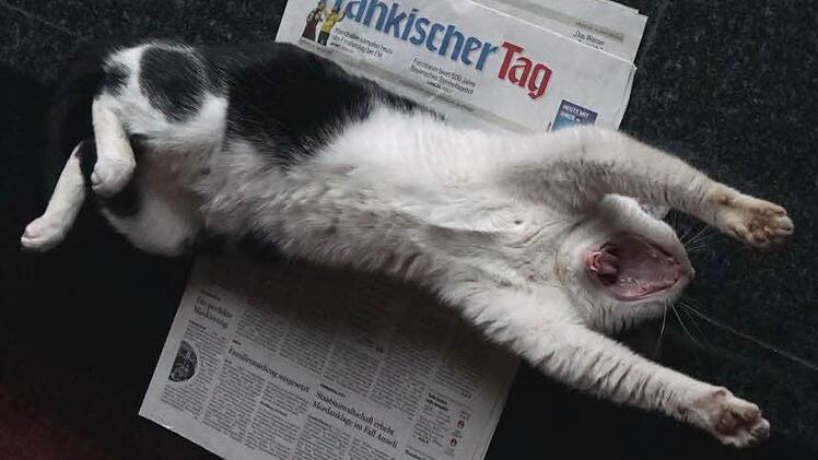 Kater Oskar Foto: Oliver Schnabel