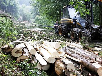 Erst an der Staatsstraße kann der Harvester zum Einsatz kommen.  Fotos: Josef Hofbauer
