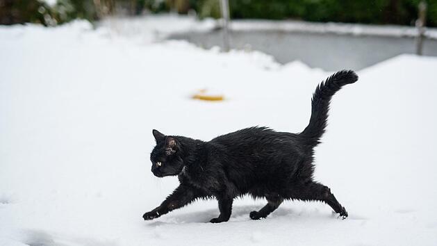 Eine Spazierg&auml;ngerin hat an einem Steg eine festgefrorene Katze entdeckt und die Polizei gerufen. Mitarbeiter des Tierheims kamen zur Rettung Symbolfoto: Daniel Reinhardt/dpa