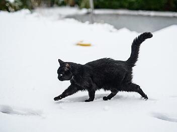 Eine Spazierg&auml;ngerin hat an einem Steg eine festgefrorene Katze entdeckt und die Polizei gerufen. Mitarbeiter des Tierheims kamen zur Rettung Symbolfoto: Daniel Reinhardt/dpa