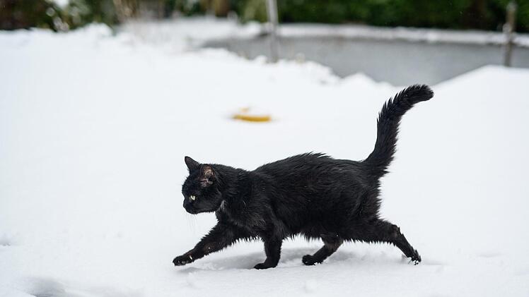 Eine Spazierg&auml;ngerin hat an einem Steg eine festgefrorene Katze entdeckt und die Polizei gerufen. Mitarbeiter des Tierheims kamen zur Rettung Symbolfoto: Daniel Reinhardt/dpa