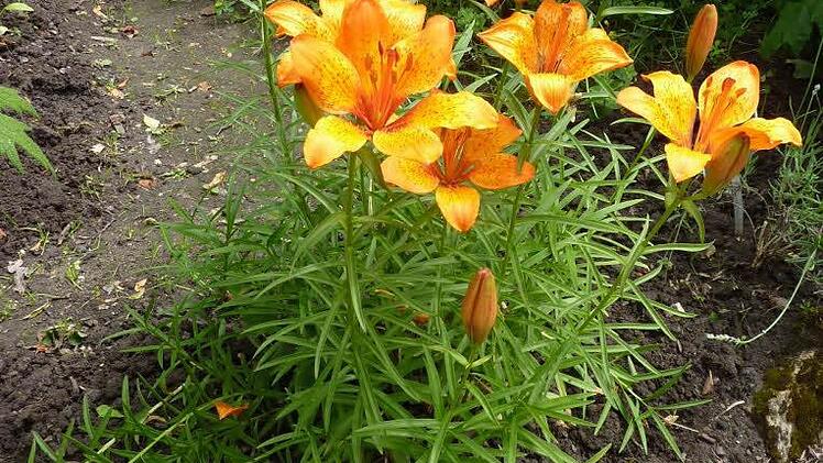 Derzeit verschönert die Feuerlinie den 1000 Quadratmeter großen Kräuterlehrgarten.