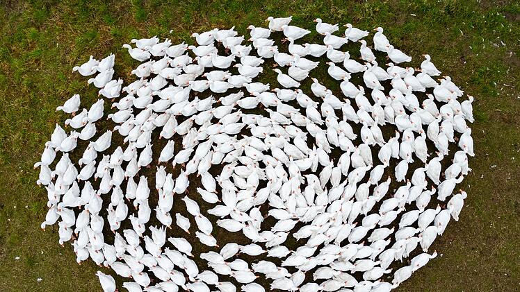 Das mit der Gänsezeit ist ganz anders