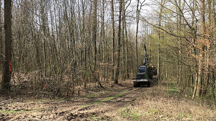 Käferholz wird bei Scheßlitz aus dem Wald gebracht.Foto: Anette Schreiber