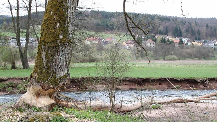 Und die Biber wurden fast ausgerottet. Um das Jahr 1990 herum lebten nur noch etwa 100 Stück an der Elbe.