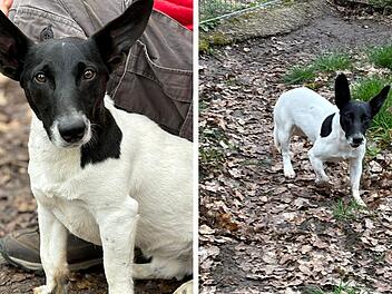 Tierheim Lichtenfels: Hund ohne Wasser und Futter an der A73 ausgesetzt - "wer kennt 'Michel'?"