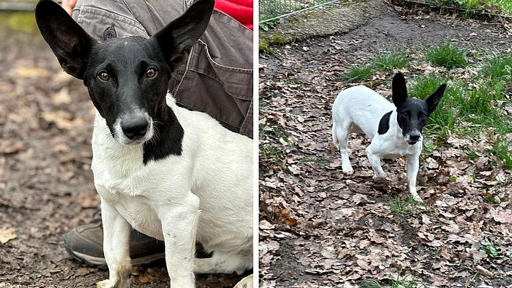 Tierheim Lichtenfels: Hund ohne Wasser und Futter an der A73 ausgesetzt - "wer kennt 'Michel'?"